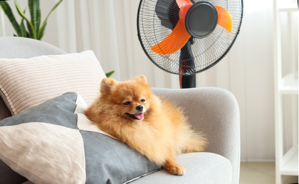 perro descansando con ventilador en dias de mucho calor