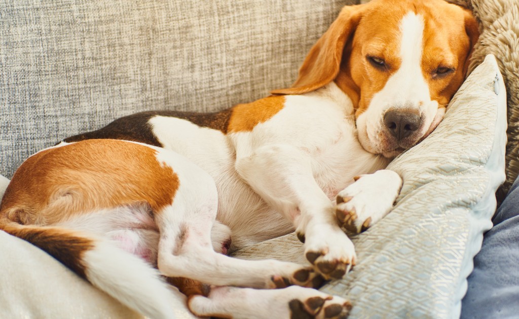 perro descansando tranquilo en casa despues de refrescarse