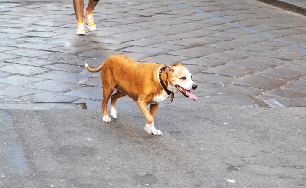perro caminando sobre asfalto caliente en verano