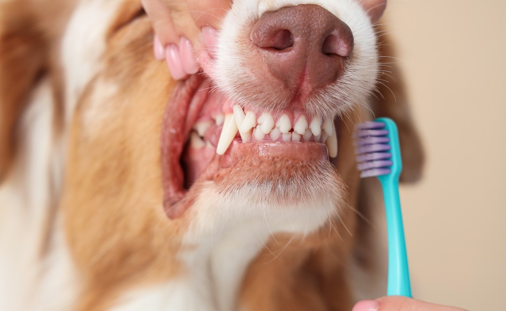 Perro mostrando dientes limpios
