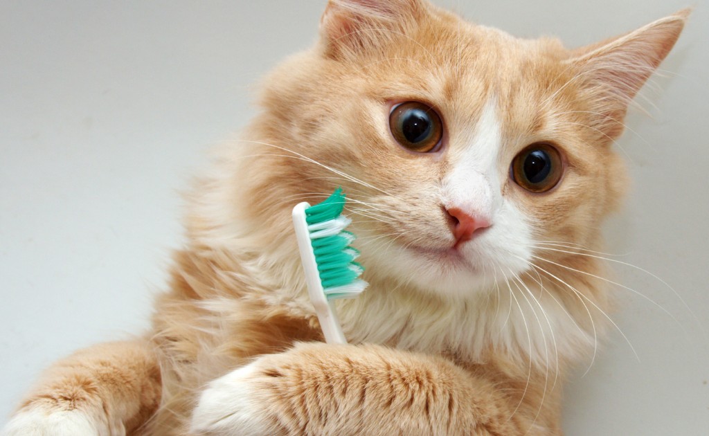 Gato con cepillo de dientes