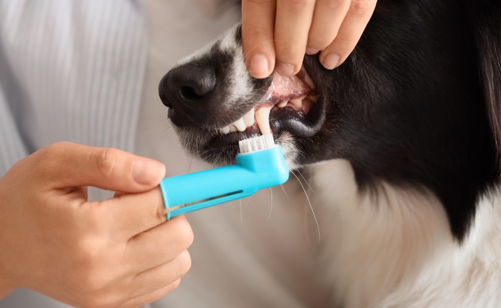 Persona cepillando los dientes a su perro