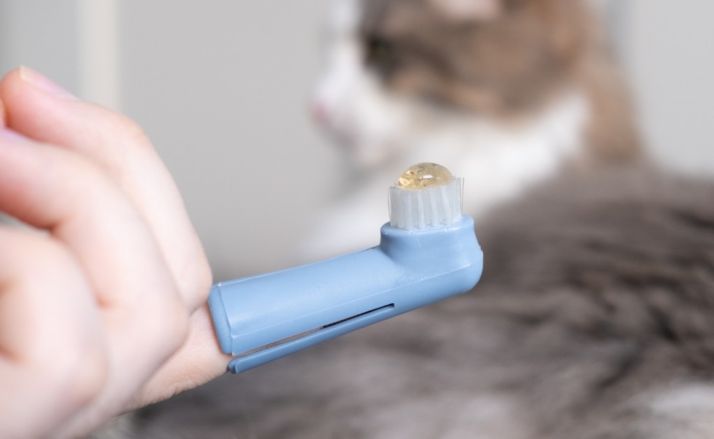 Cepillo con pasta dental para mascotas