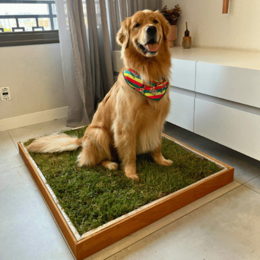 Cuidados com os pets no calor