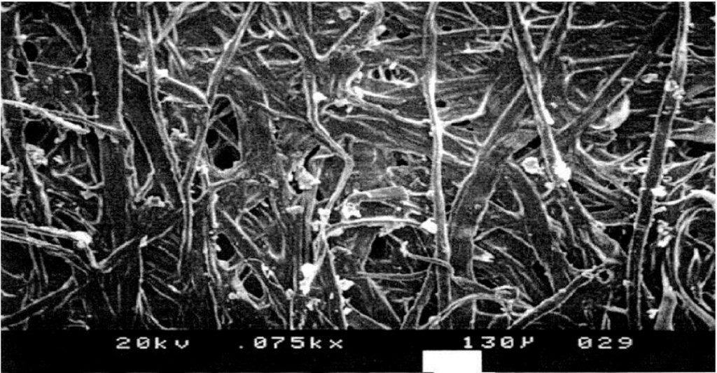el fieltro bajo el microscopio