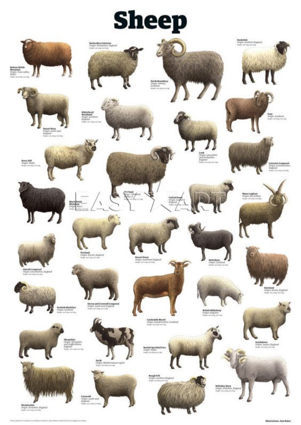 tipos de ovejas laneras