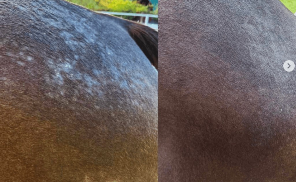O Perigo Invisível do Sabão de Coco: A Ciência da Disbiose na Pele do Cavalo
