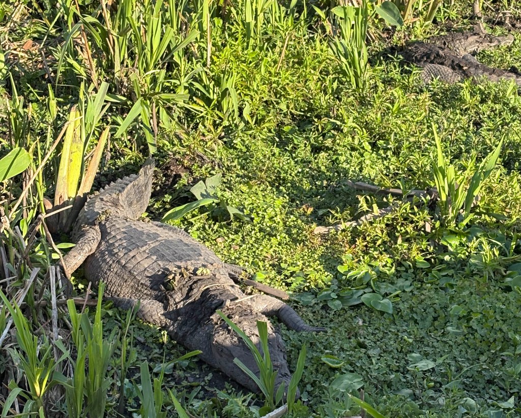 yacaré en parque ibera