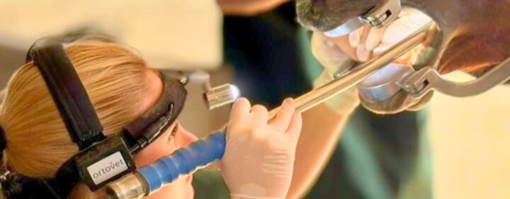 Odontologia Equina Ortovet