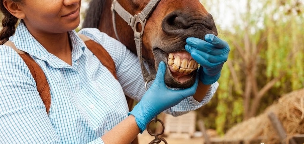 Exame cl&iacute;nico de uma M&eacute;dica Veterin&aacute;ria em um cavalo