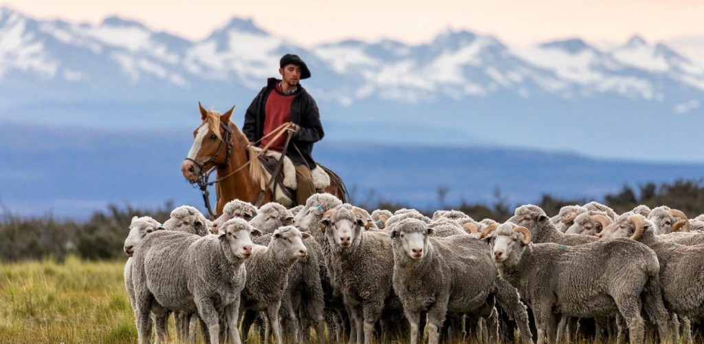 Ovejas Merino en un establecimiento de la Patagonia argentina