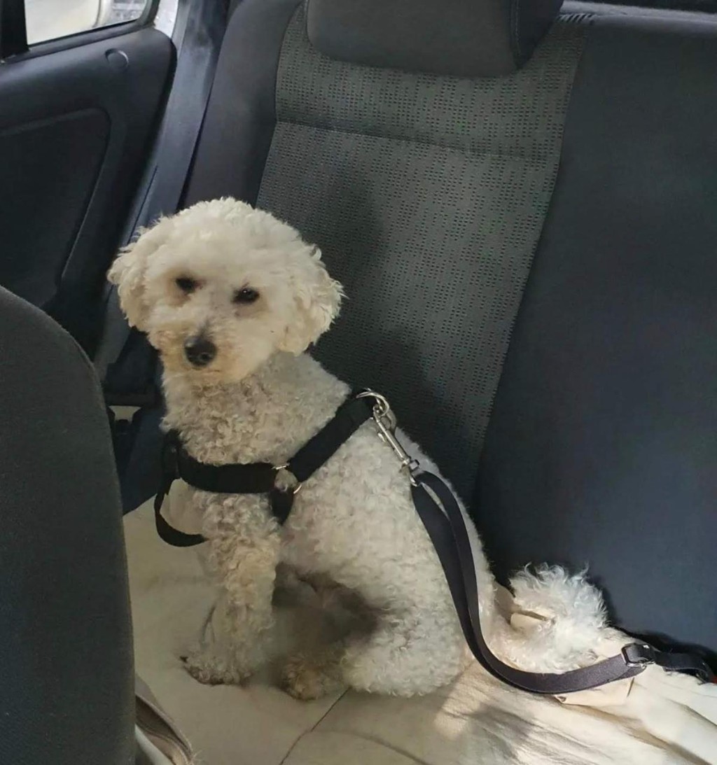Cinturon de seguridad para perros