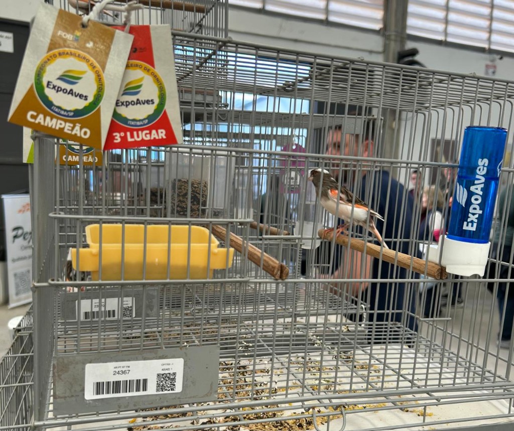 Canário Arlequim criado pelo proprietário da Agropecuária Inseminart conquista premiação na ExpoAves 2026