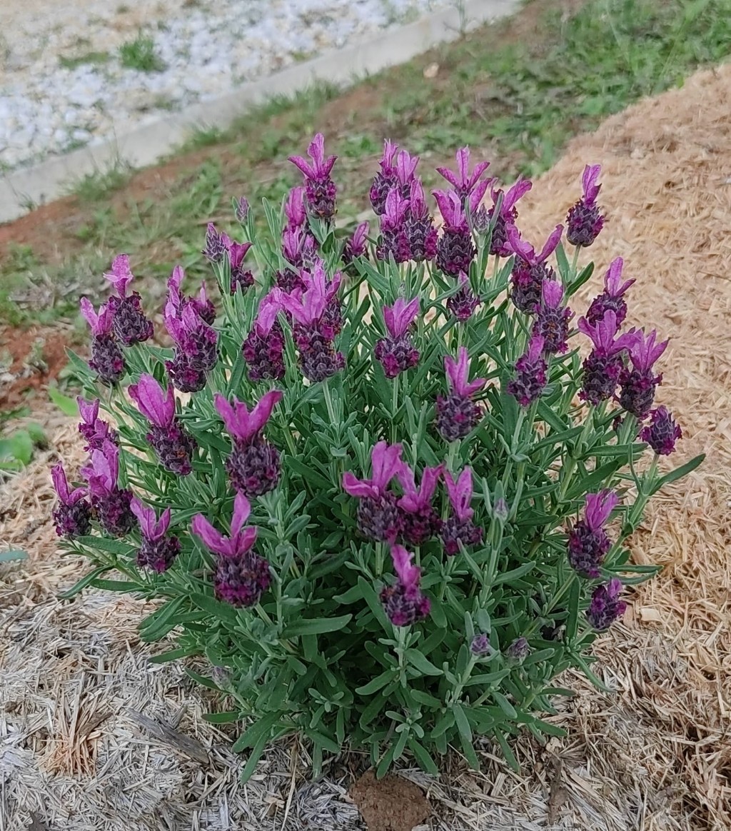 lavandula stoechas