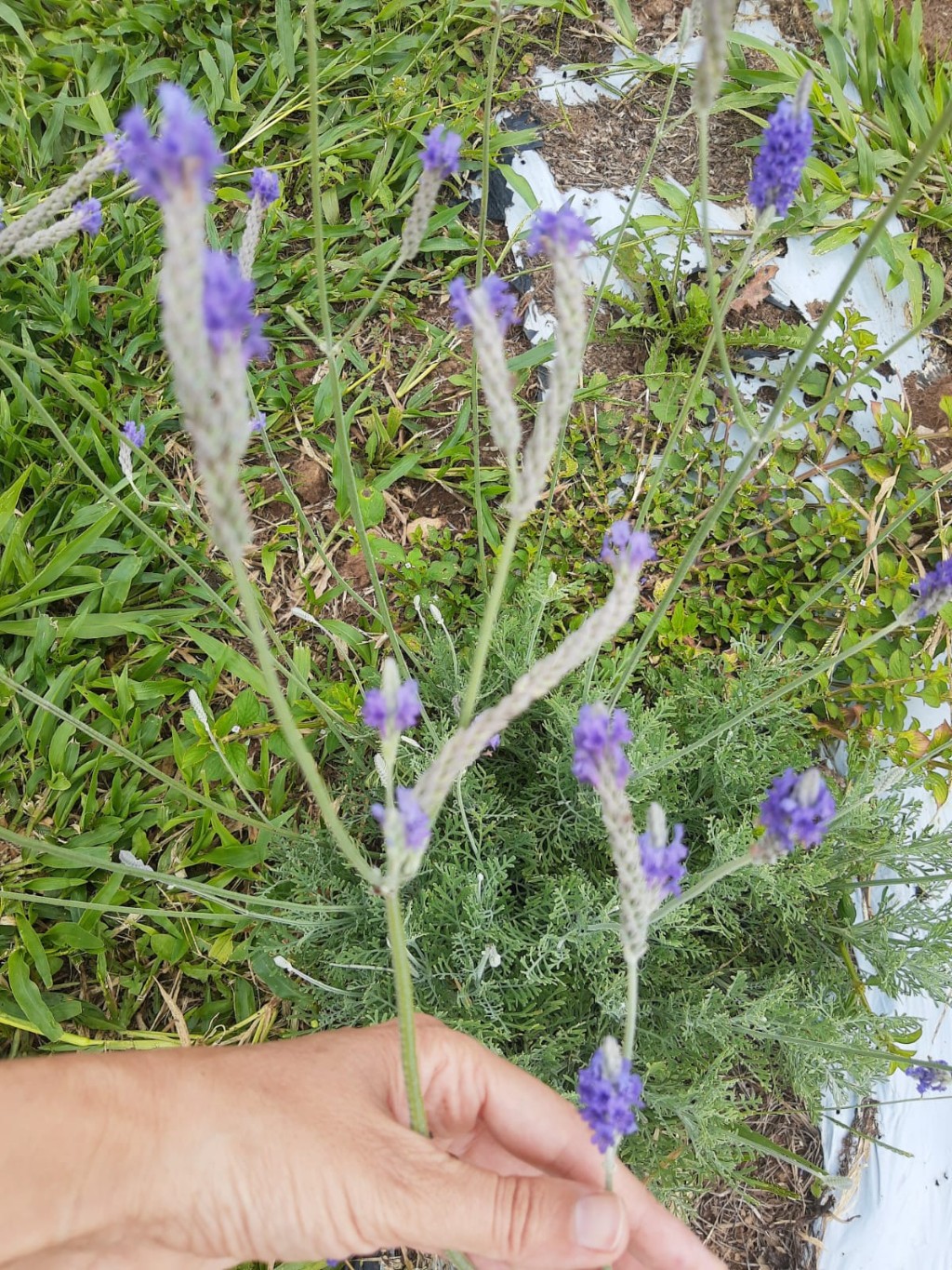 Lavanda Multifida
