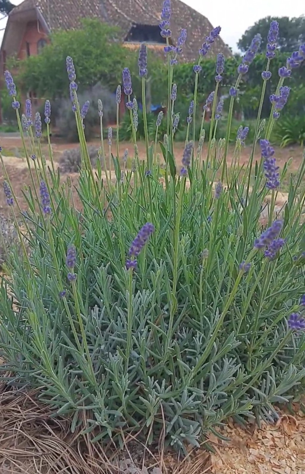 Lavanda Angustifolia foto Simone Sikora