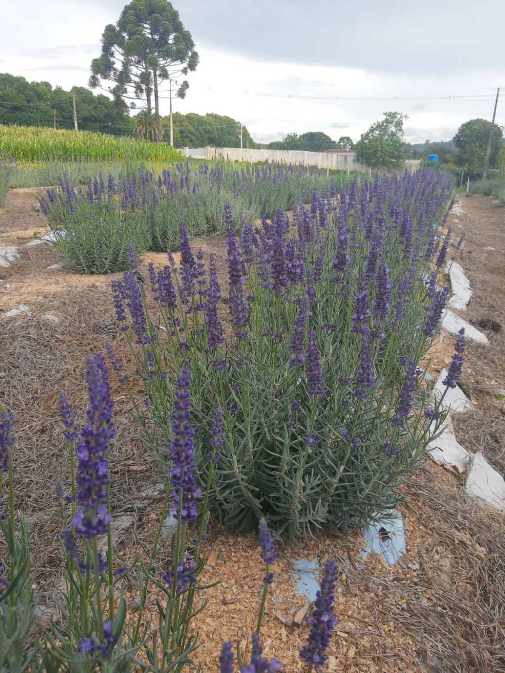 Lavanda Angustifolia Spirit fevereiro de 2024