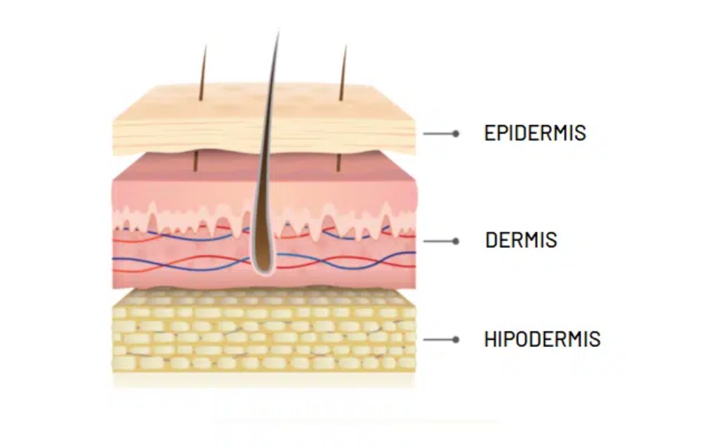 dermis - epidermis - hipodermis