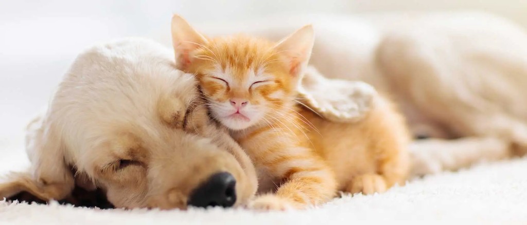 Animais dom&eacute;sticos