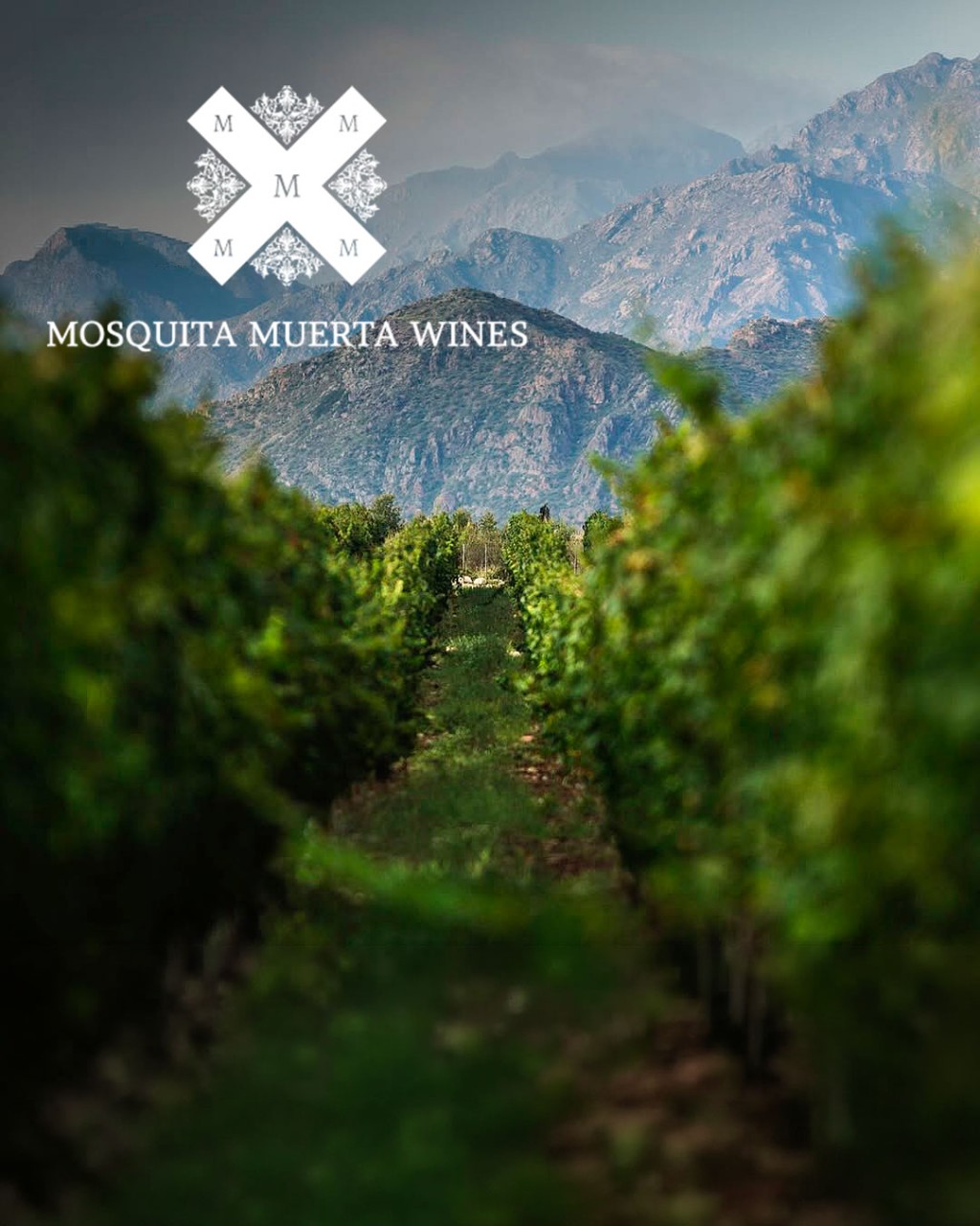 vinhos da vin&iacute;cola Mosquita Muerta Argentina