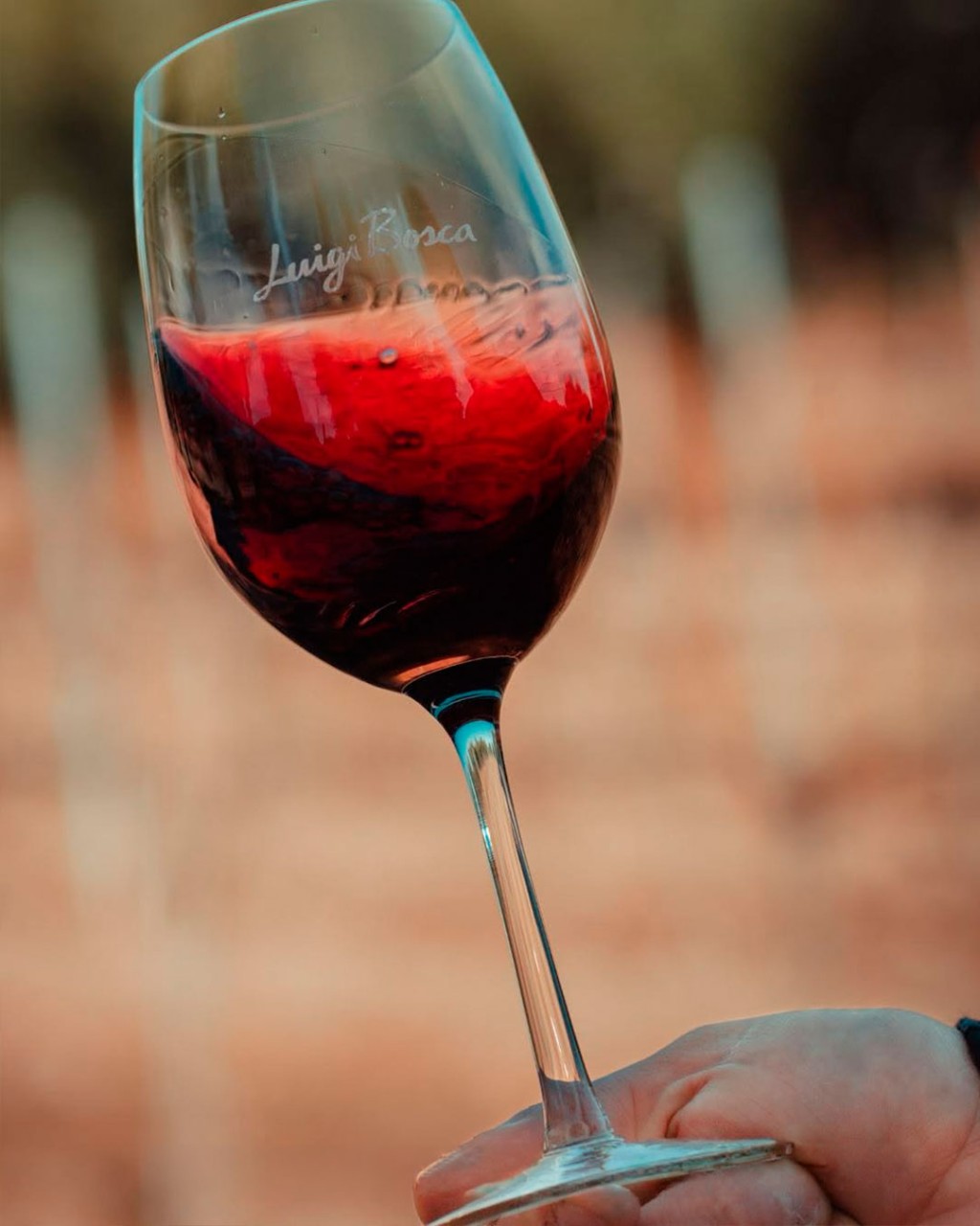 Luigi Bosca Malbec em composição para review do vinho argentino de Mendoza