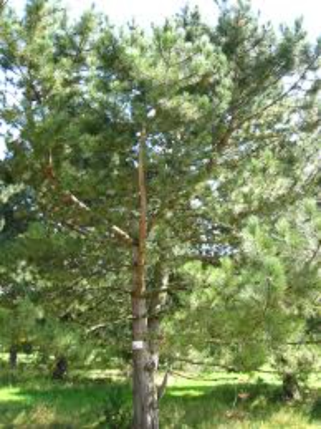 imagen de un Pino (Pinus spp.)