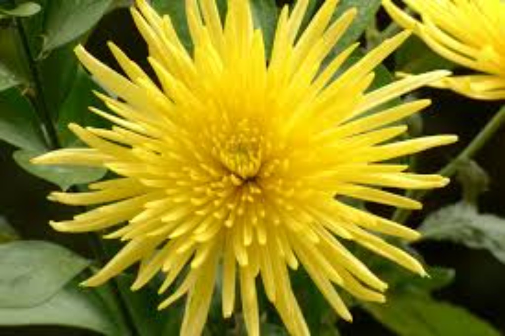 imagen de Crisantemo (Chrysanthemum spp.)