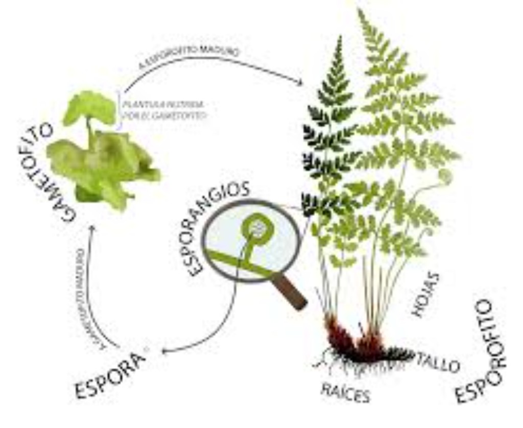 imagen de Helecho (Pteridophyta)