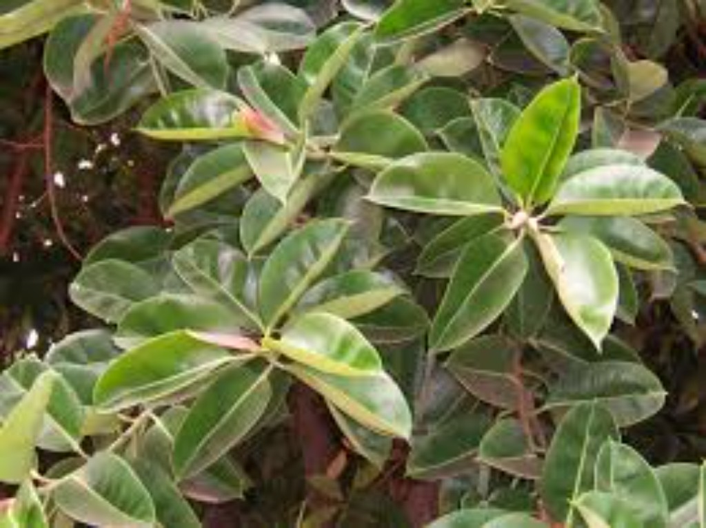 Imagen de Ficus (Ficus elastica)