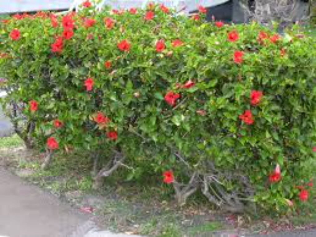 Imagen de Hibiscus (Hibiscus rosa-sinensis)
