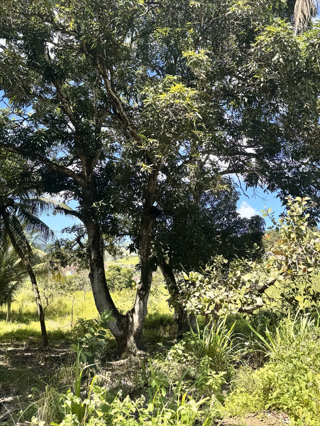 S&atilde;o Miguel dos campos