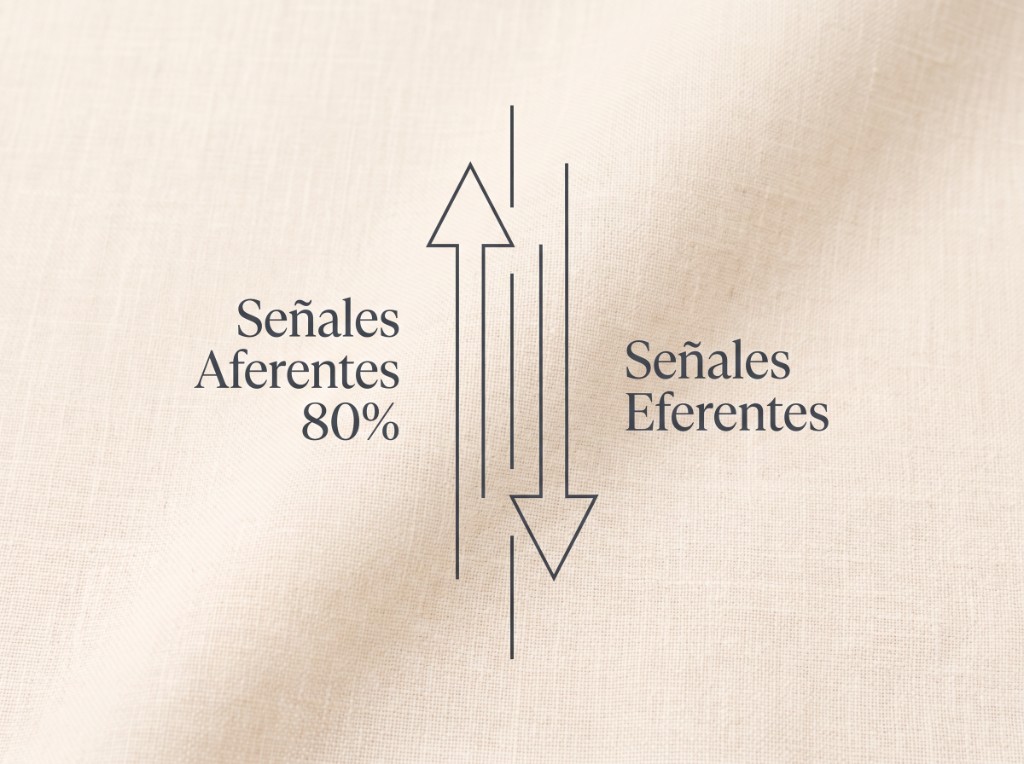 Aferentes y Eferentes