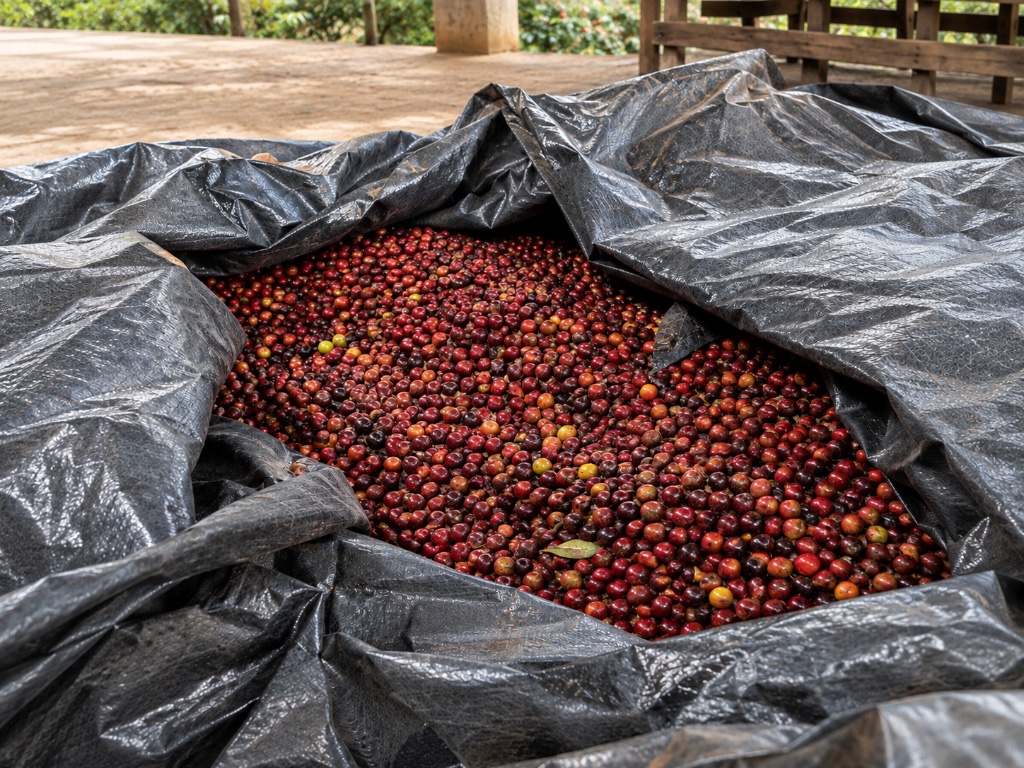 Caf&eacute; rec&eacute;m-colhido coberto por lona para fermentar
