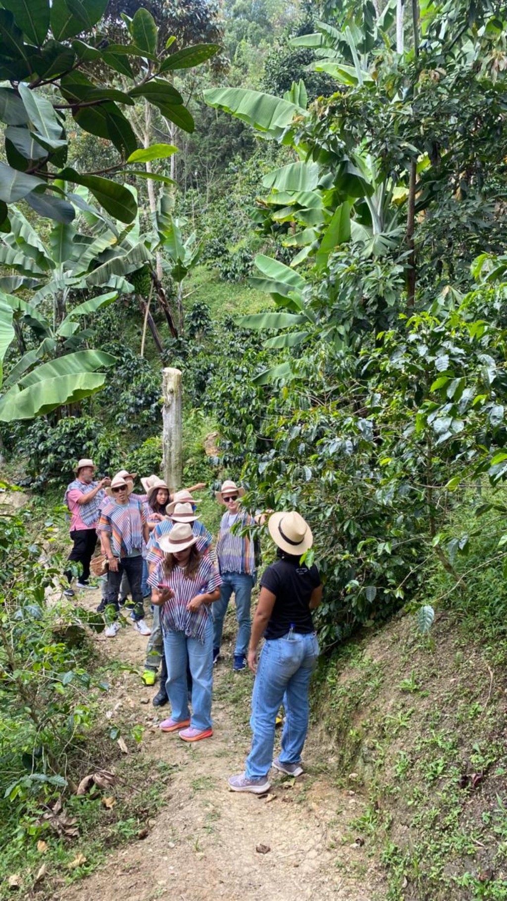 Turistas caminando por Finca cafetera de Antioquia