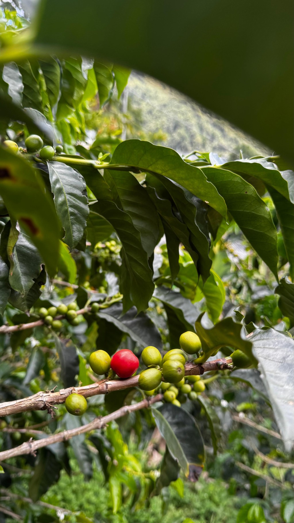 Conocer Fincas cafeteras en Colombia con Turismo VIP