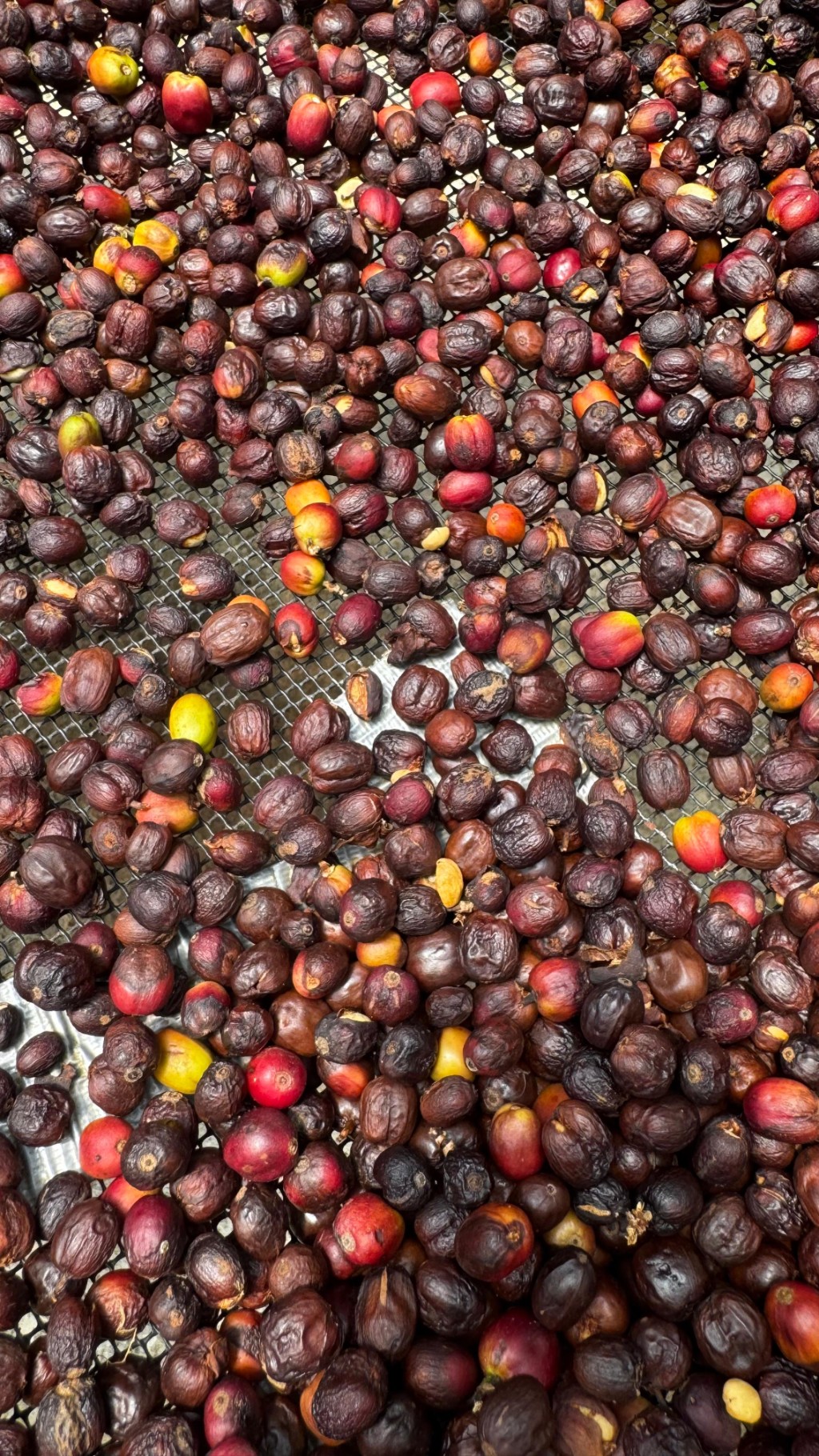 Conoce la cultura cafetera de Colombia en un Tour VIP