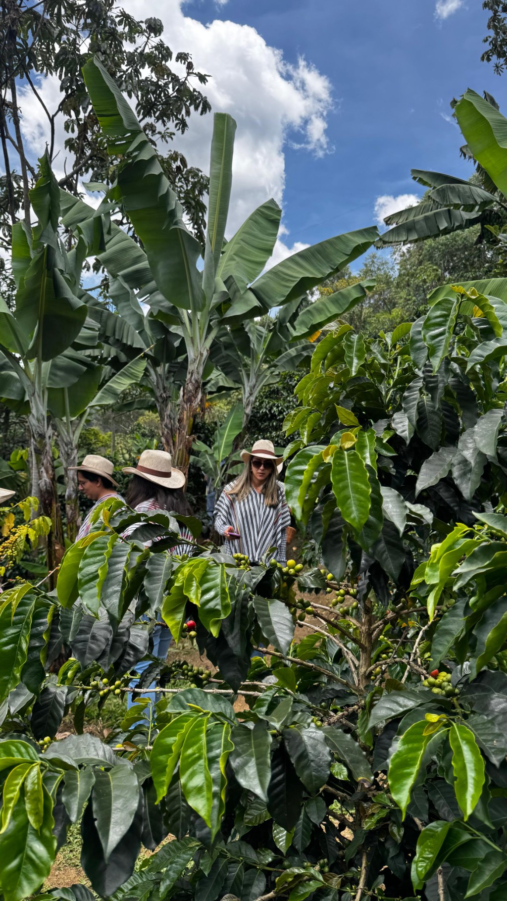Colombian Coffee Tour Experience