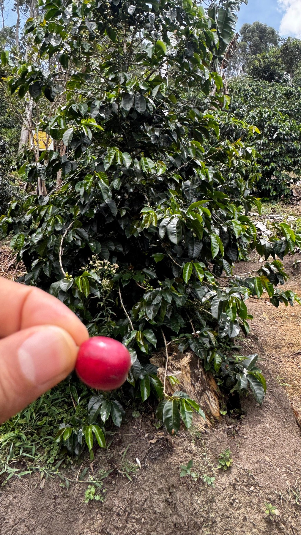 VIP Coffee Tour Experience