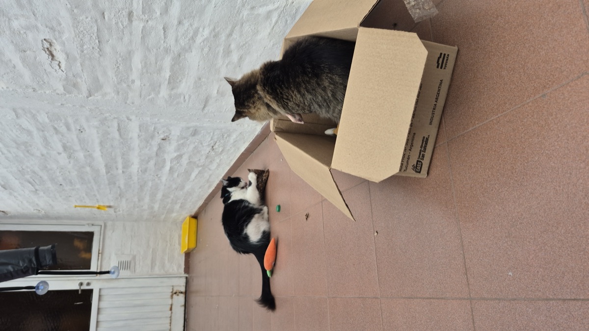 Dos gatitos jugando con una caja de cartón en el piso de una casa