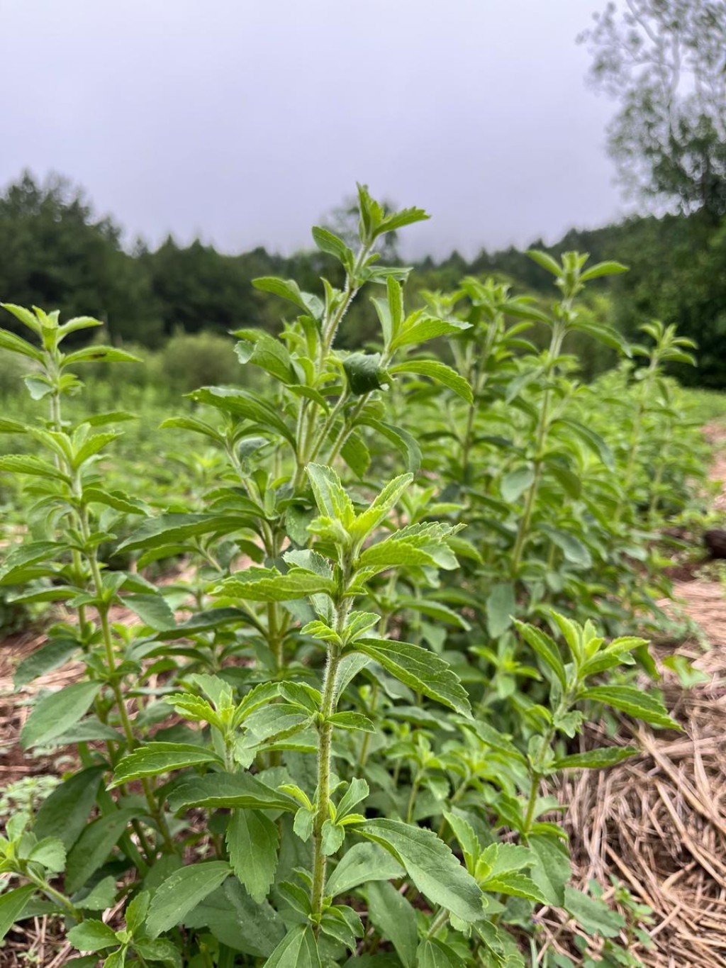 Plantas de stevia rebaudiana en la Reserva Aponap&oacute;, Misiones