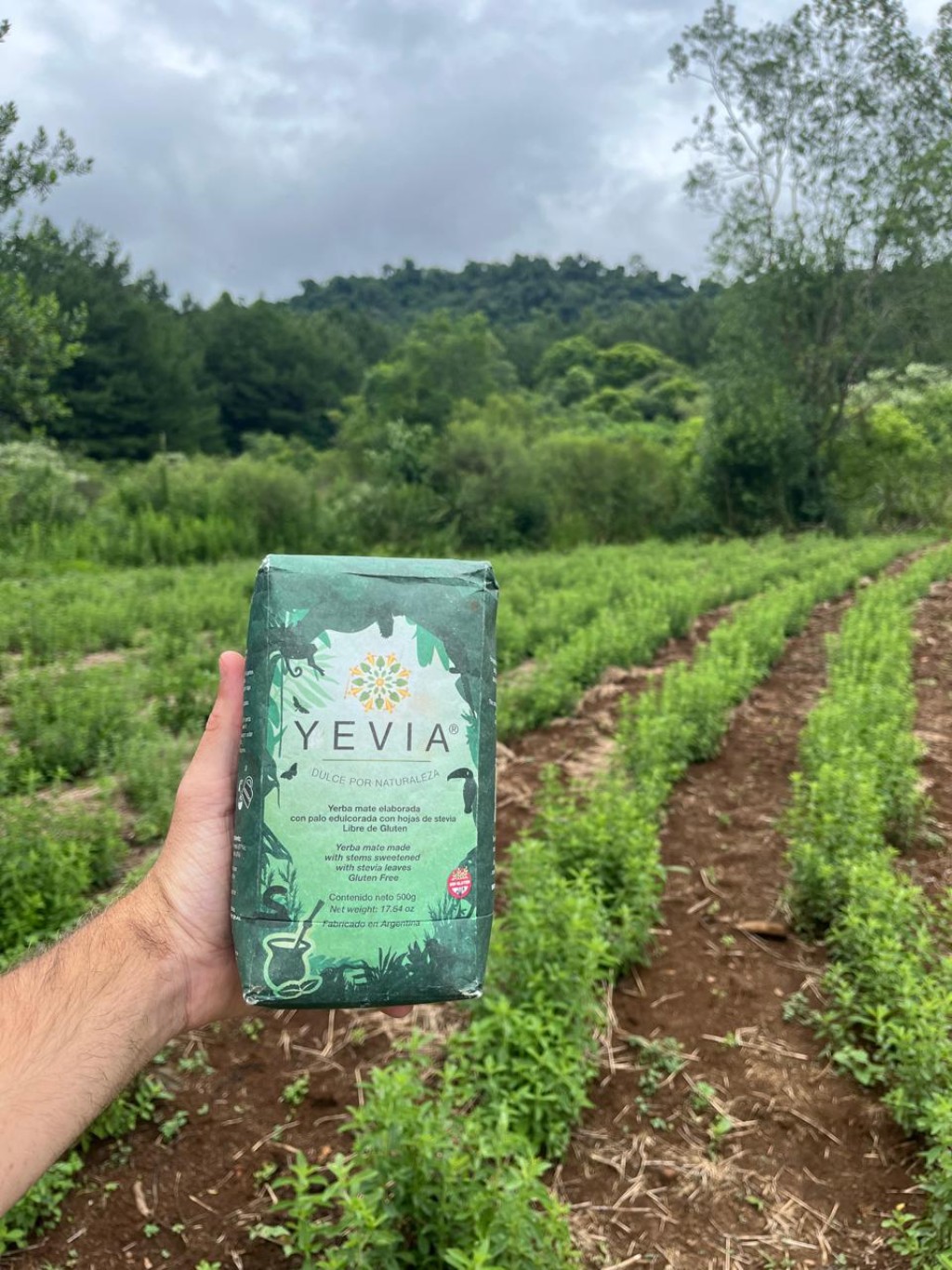 Paquete de yerba mate con stevia YEVIA frente al cultivo de stevia de la Reserva Aponapó, Misiones