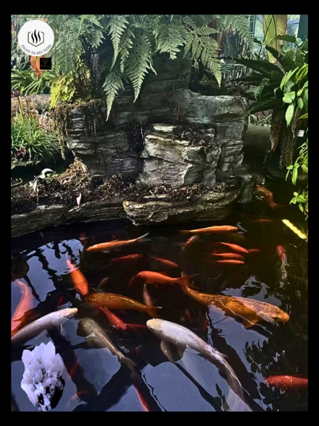 Laguinho Peixes Cristais