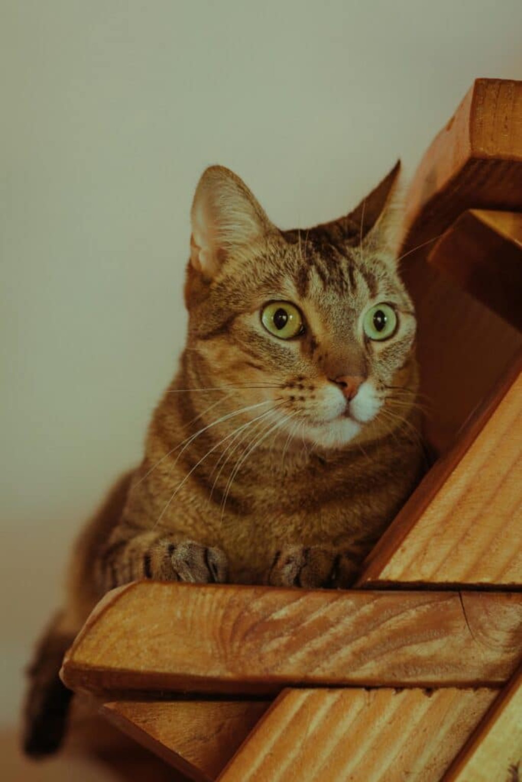 15 Tips esenciales para cuidar a tu mascota durante las Fiestas Patrias mexicanas