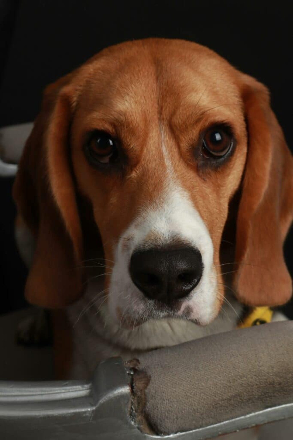 10 Alimentos T&oacute;xicos Para Perros: Protegiendo a Nuestros Fieles Compa&ntilde;eros