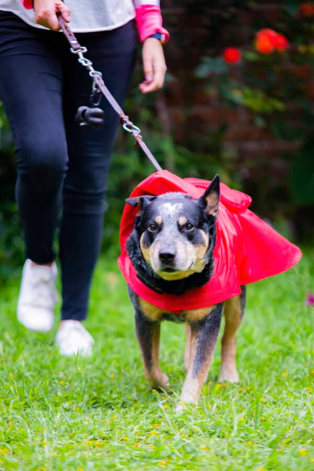 Cuando llega la temporada de lluvias, muchos due&ntilde;os de perros se enfrentan a un desaf&iacute;o com&uacute;n: c&oacute;mo mantener a sus leales compa&ntilde;eros secos y c&oacute;modos durante los paseos al aire libre. Afortunadamente, una soluci&oacute;n pr&aacute;ctica y estilizada ha ganado popularidad en los &uacute;ltimos a&ntilde;os: el impermeable para perros. Estos adorables y funcionales accesorios no solo protegen a nuestras queridos perritosde los caprichos del clima, sino que tambi&eacute;n ofrecen una serie de ventajas que van m&aacute;s all&aacute; de mantenerlos secos.