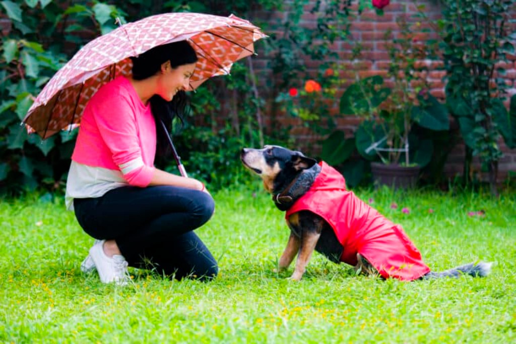 10 Ventajas de tener un Impermeable para Perros
