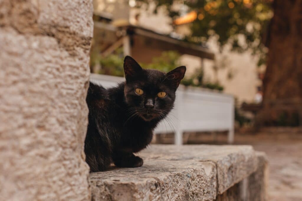 10 ideas geniales de nombres para gato negro: Encuentra el nombre perfecto para tu minino m&iacute;stico.