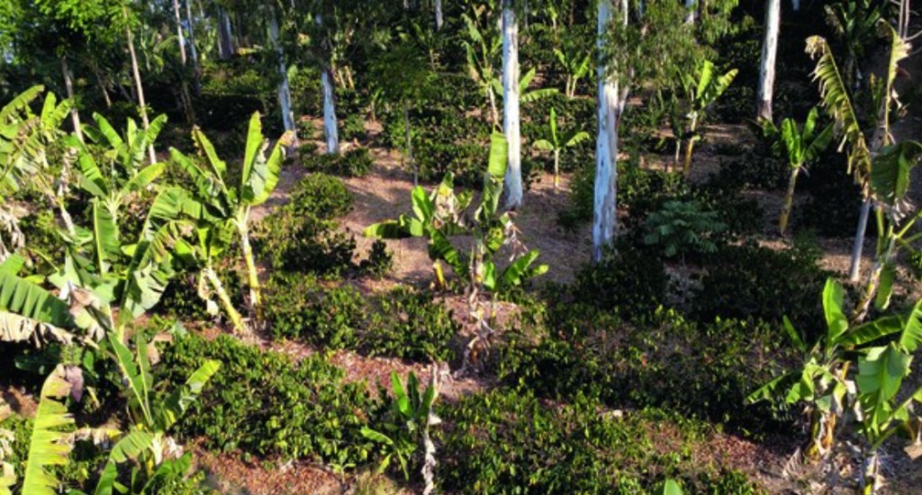Agrofloresta e manejo regenerativo ajudaram a família a contrabalançar os efeitos da seca e das geadas de 2024 — Foto: Thiago de Jesus