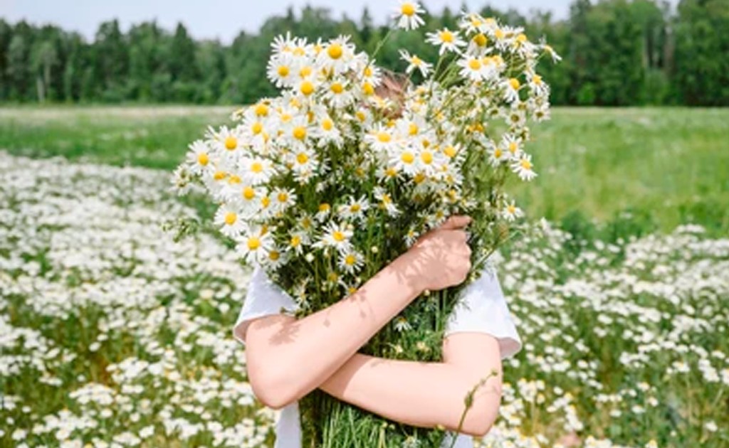 camomila-erva-para-chá