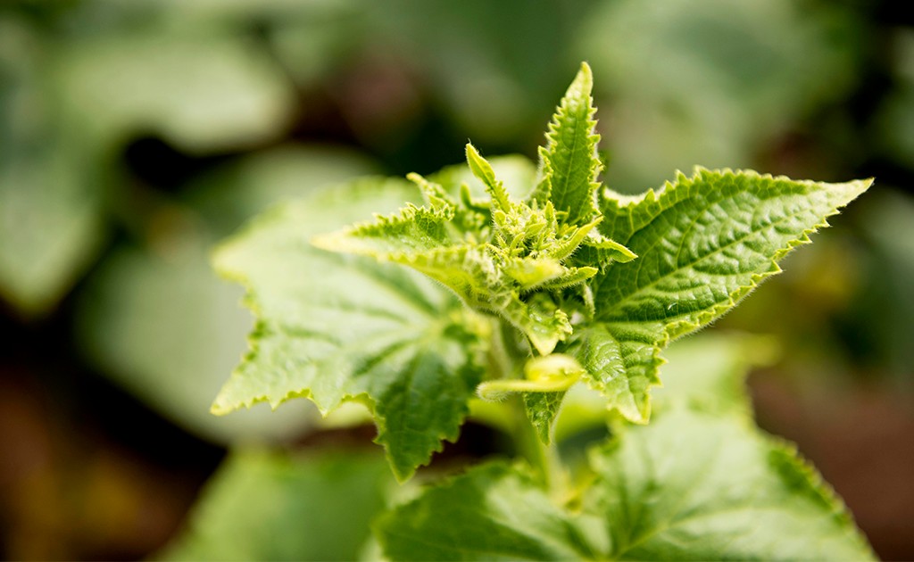 melissa-erva-cidreira-chá-natural